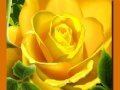 Permainan Yellow Roses