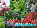 Permainan Spring Flowers: Hidden Objects