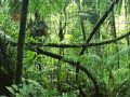 Permainan Jigsaw puzzle: Rainforest