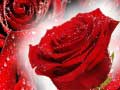 Permainan Red Roses