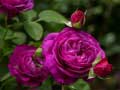 Permainan Purple Roses