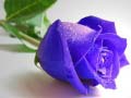 Permainan Blue Roses