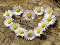 Permainan Daisy Heart Jigsaw