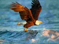 Permainan Animals Jigsaw Puzzle Eagle