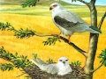 Permainan Birds Of Prey Puzzle