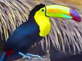 Permainan Toucan Bird Jigsaw