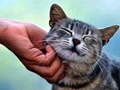 Permainan Tickling Cat