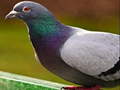 Permainan Pigeon Jigsaw Puzzle