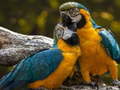 Permainan Parrot Jigsaw