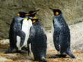 Permainan King Penguin Jigsaw