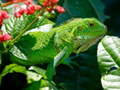 Permainan Wild Iguana