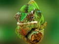 Permainan Chameleon Jigsaw