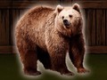 Permainan Save The Grizzly Bear