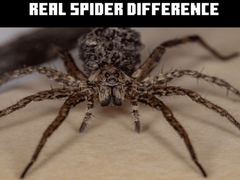 Permainan Real Spider Difference